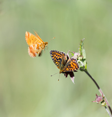 Boloria aquilonaris