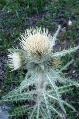 Cirsium hookerianum