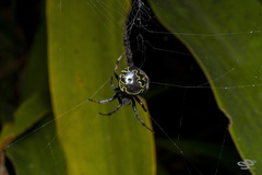 Araneus granadensis
