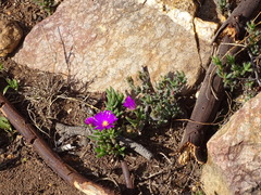 Trichodiadema intonsum