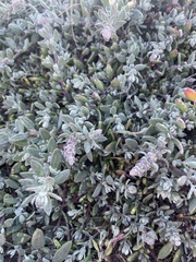 Extriplex californica