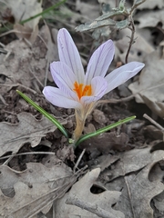 Crocus versicolor
