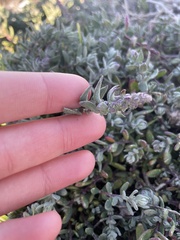 Extriplex californica