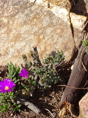 Trichodiadema intonsum