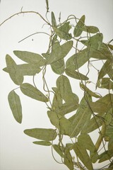 Strophostyles leiosperma