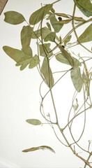 Strophostyles leiosperma
