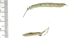 Strophostyles leiosperma