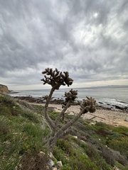 Cylindropuntia prolifera