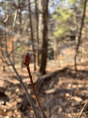 Rhododendron periclymenoides