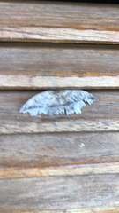 Eutrapela clemataria
