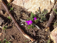 Trichodiadema intonsum