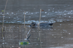 Mareca strepera strepera