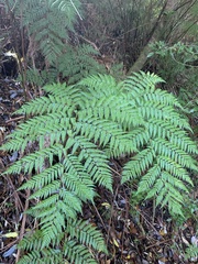 Lophosoria quadripinnata