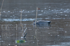 Mareca strepera strepera
