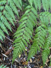 Lophosoria quadripinnata