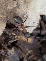 Formica polyctena × rufa