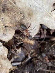 Formica polyctena × rufa