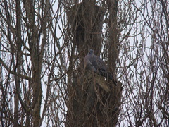 Columba palumbus