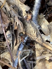 Formica polyctena × rufa
