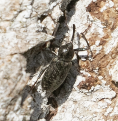 Dorytomus longimanus