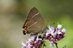 Satyrium w-album