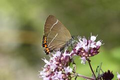 Satyrium w-album