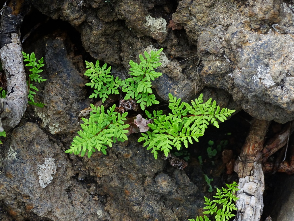 Oeosporangium guanchicum