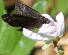 Erynnis zarucco
