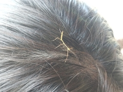 Libethra