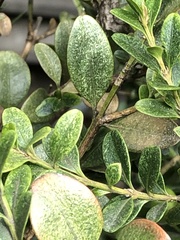 Eurytetranychus buxi