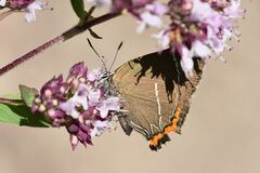 Satyrium w-album
