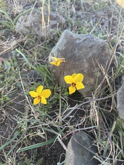 Viola douglasii