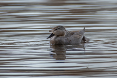 Mareca strepera strepera