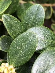 Eurytetranychus buxi