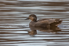 Mareca strepera strepera
