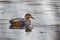 Mareca strepera strepera