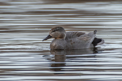Mareca strepera strepera