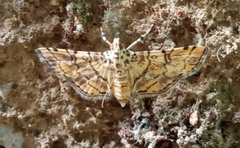 Lamprosema tampiusalis