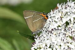 Satyrium w-album