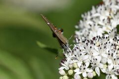Satyrium w-album