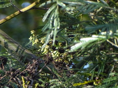 Dasineura rubiformis