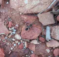 Spilostethus hospes