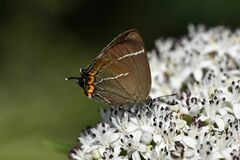 Satyrium w-album