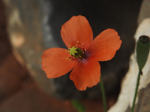 Image of Papaver purpureomarginatum by (c) Yves Bas, some rights reserved (CC BY)