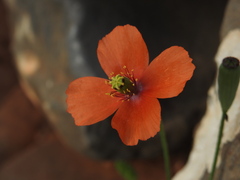 Papaver purpureomarginatum