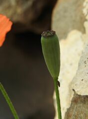 Papaver purpureomarginatum