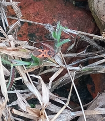 Spilostethus hospes