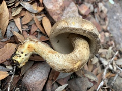 Retiboletus