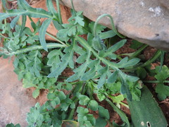Papaver purpureomarginatum
