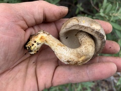 Retiboletus